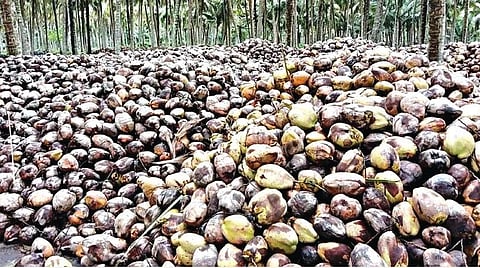 மகசூல் அதிகரிப்பால், அரசம்பட்டியில் மலைபோல குவித்து வைக்கப்பட்டுள்ள தேங்காய்.