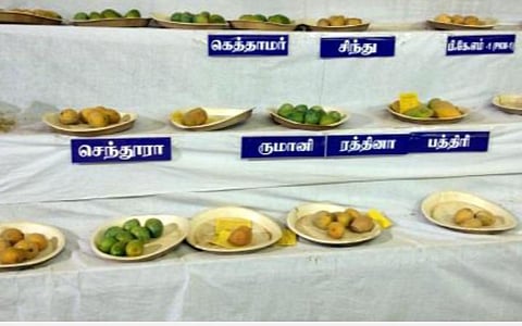 கிருஷ்ணகிரி மாங்கனி கண்காட்சியை புறக்கணிக்க மா விவசாயிகள் முடிவு
