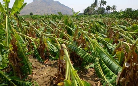 ராசிபுரம் அருகே பலத்த காற்றுக்கு 2,000 வாழை மரங்கள் சேதம்