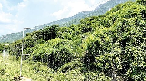 ஒட்டன்சத்திரம் அருகே சத்திரப்பட்டியில் வனத்துறை சார்பில் அமைக்கப்பட்டுள்ள ‘தொங்கும் சோலார் மின் வேலி’.