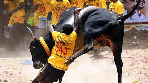 வீர விளையாட்டு மட்டுமல்ல ஜல்லிக்கட்டு