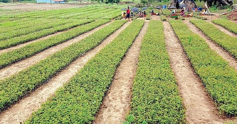 தேன்கனிக்கோட்டை அருகே அகலக்கோட்டை நர்சரியில் வளர்க்கப்படும் பன்னீர் ரோஜா நாற்றுகள்.