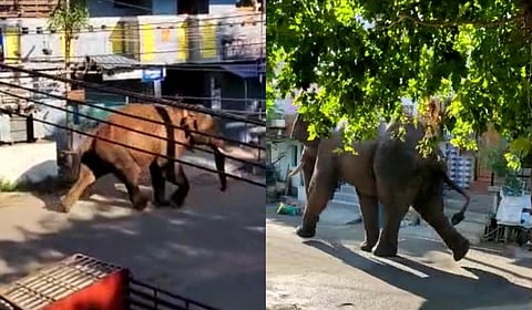 கம்பம் நகரில் சுற்றிவரும் காட்டு யானை அரிகொம்பன்