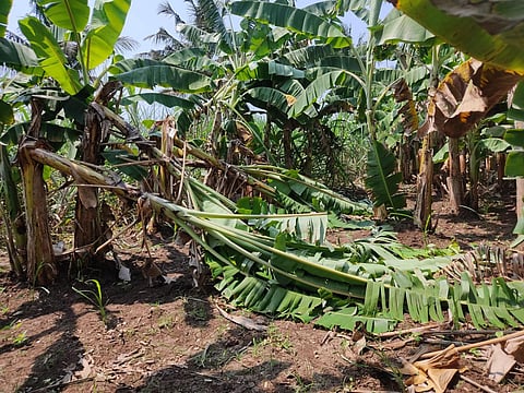 கும்பகோணம் | பலத்த காற்றில் அடியோடு சாய்ந்து 1,000 வாழை மரங்கள் நாசம்