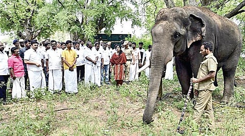 அரிசிக் கொம்பன் யானையைப் பிடிப்பதற்காக கொண்டுவரப்பட்ட கும்கி  யானையைப் பார்வையிட்ட வனத் துறை அமைச்சர் மதிவேந்தன் உள்ளிட்டோர்.