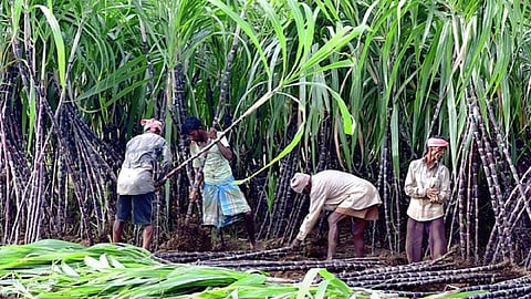காலதாமதமாக வழங்கப்பட்ட கரும்புக்கான சட்டபூர்வ விலைக்குரிய வட்டியை வழங்க டெல்டா விவசாயிகள் வலியுறுத்தல்
