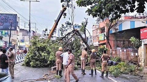 திருப்பூரில் பலத்த சூறாவளி காற்றுடன் மழை: மரங்கள் விழுந்ததால் போக்குவரத்து பாதிப்பு