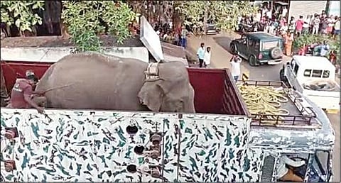 மயக்க ஊசி செலுத்தி பிடிக்கப்பட்ட அரிசிக் கொம்பன் யானையை லாரியில் ஏற்றிச் சென்ற வனத் துறையினர்