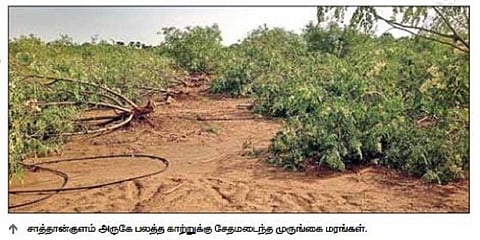 சாத்தான்குளத்தில் பலத்த காற்றுக்கு 5,000 முருங்கை மரங்கள் சேதம்