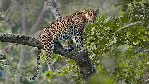 உதகை அருகே ஆடுகளை வேட்டையாடிய சிறுத்தைகள்