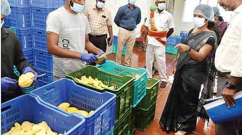 போச்சம்பள்ளியில் உள்ள காய்கறிகள், பழங்கள் முதன்மை பதப்படுத்தும் நிலையத்தில் ஆட்சியர் கே.எம்.சரயு ஆய்வு செய்தார்.