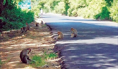 கருணை என்ற பெயரில் குரங்குகளின் வாழ்க்கை முறையை மாற்றுகிறோமா?