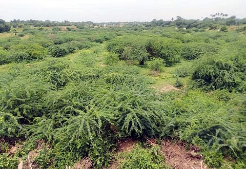 சீமைக்கருவேல மரங்களை அகற்றுவதில் அதிகாரிகள் அக்கறை காட்டுவதில்லை - உயர் நீதிமன்ற நீதிபதிகள் அதிருப்தி