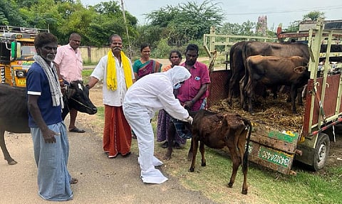 தகுந்த பாதுகாப்பு கவசங்களுடன் மதுரை விளாச்சேரி கால்நடை மருந்தகத்தில் புருசெல்லா நோய்த் தடுப்பூசியை கன்றுக்குட்டிக்கு செலுத்தும் உதவி மருத்துவர் சிவக்குமார்