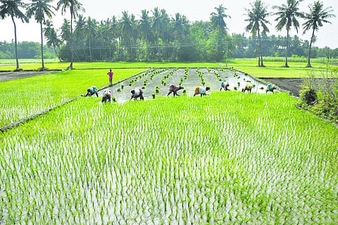 பயிர் சாகுபடி