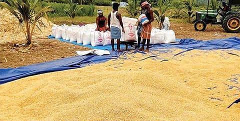 பழநி அருகே கோம்பைபட்டியில் அறுவடை செய்த மக்காச்சோளத்தை மூட்டையிடும் பணியில் ஈடுபட்ட விவசாயிகள்.