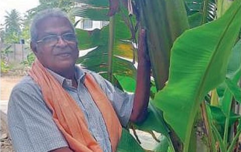 இடைக்கன் முறையில் நடவு செய்யப்பட்ட வாழைகளுடன் விவசாயி.