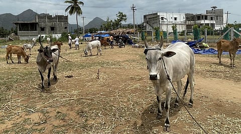 வியாபாரிகள் வராததால் களையிழந்த ஒட்டன்சத்திரம் குதிரை, மாட்டுச்சந்தை