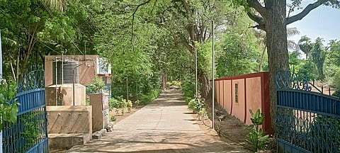 திருப்புவனத்தில் பசுமையாக காணப்படும் புதூர் மயானம்.