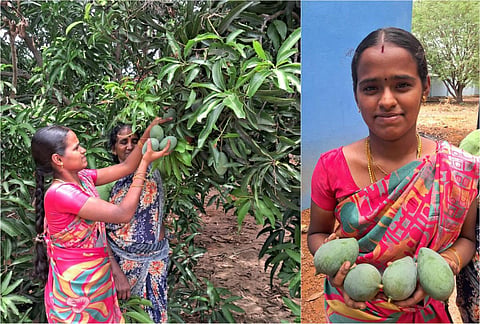 மாங்குளத்தில் விவசாயி ஹேமாதர்ஷினி.