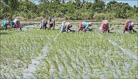 தஞ்சாவூர் மாவட்டம் சூரக்கோட்டை பகுதியில் குறுவை நெற்பயிர் நடவுப் பணியில் ஈடுபட்டுள்ள விவசாயத் தொழிலாளர்கள். படம்: ஆர்.வெங்கடேஷ்