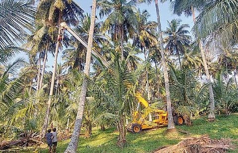 வாடல் நோயால்வாடிய தென்னை மரங்களை வெட்டி வீழ்த்தும் பொள்ளாச்சி விவசாயிகள்
