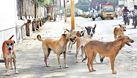 கோவையில் என்று முடியும் தெருநாய்கள் தொல்லை?