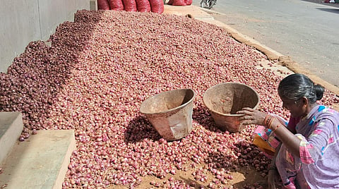திண்டுக்கல் வெங்காய மார்க்கெட்டில் சின்னவெங்காயத்தை தரம் பிரிக்கும் தொழிலாளி. 