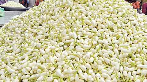 மல்லிகைப் பூ ஏன் மணம் வீசுவதில்லை...?