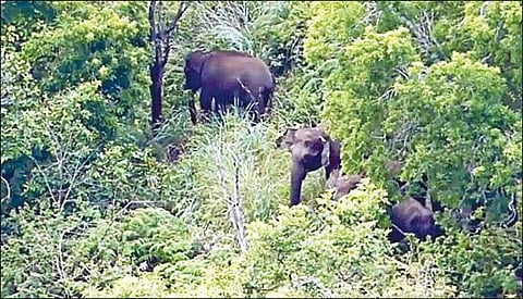 கொடைக்கானல் பேரிஜம் ஏரிப்பகுதியில் முகாமிட்டுள்ள யானைகள்.