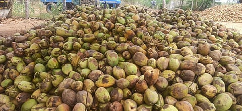 திருப்புவனத்தில் மொத்த வியாபாரிகள் கிடங்கில் தேங்கியுள்ள தேங்காய்கள்.