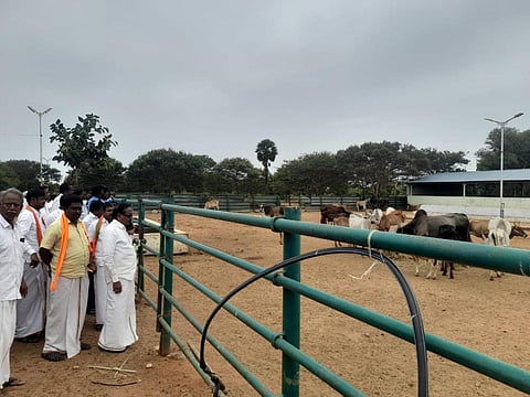 பழநி கோயிலுக்கு தானமாக வழங்கப்படும் பசுக்களை வேறு யாருக்கும் கொடுக்க கூடாது: எச்.ராஜா