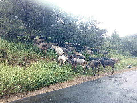 வனத்தில் வெள்ளாடுகளை மேய்ப்பவர் மீது சட்டப்படி நடவடிக்கை - தருமபுரி மாவட்ட வன அலுவலர் எச்சரிக்கை
