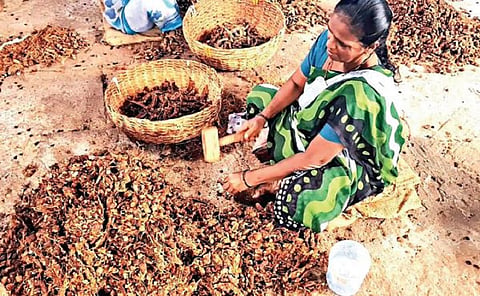 கிருஷ்ணகிரியில் உள்ள மொத்த விற்பனை மண்டியில் புளியில் கொட்டை நீக்கும் பணியில் ஈடுபட்டுள்ள பெண்.