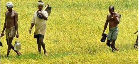 43 டிஎம்சி தண்ணீரை திறந்து கருகும் பயிரை காப்பாற்ற வேண்டும் - காவிரி மேலாண்மை ஆணையத்திடம் தமிழக விவசாயிகள் சங்கம் கோரிக்கை