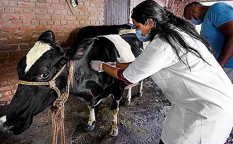 சேலத்தில் கால்நடை மருத்துவத்தில் உலா வரும் போலி மருத்துவர்கள்
