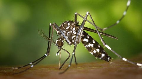 கேரள - தமிழக எல்லைகளில் டெங்கு காய்ச்சல் பரவல்: மருத்துவ கட்டமைப்பை வலுப்படுத்த வேண்டும்