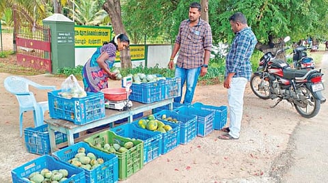 காவேரிப்பட்டணம் அருகே திம்மாபுரம் அரசு தோட்டக்கலைப் பண்ணையில் விற்பனைக்கு வைக்கப்பட்டுள்ள இயற்கை முறையில் விளைந்த மாம்பழங்களைத் தேர்வு செய்து வாங்கும் இளைஞர்கள்
