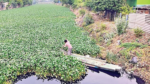 புனே மாநகராட்சியின் பார்முலாவை பயன்படுத்தி உயிரி நொதிகளை கொண்டு ஆகாயத்தாமரைகள் அகற்றப்படுமா?
