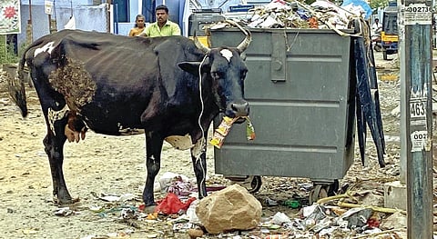 திருநெல்வேலி சிந்துபூந்துறையில் குப்பைத் தொட்டியில் பிளாஸ்டிக் கழிவுகளை உண்ணும் மாடு. | படங்கள்: மு.லெட்சுமி அருண்