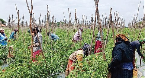 கிருஷ்ணகிரி அருகே நல்லூர் பகுதியில் உள்ள தோட்டத்தில் பூ பூக்கும் நிலையில் உள்ள தக்காளிச் செடிகளை கயிறு மூலம் தாங்கு குச்சியில் கட்டும் பணியில் ஈடுபட்டுள்ள பெண் தொழிலாளர்கள். படம்: கி.ஜெயகாந்தன்
