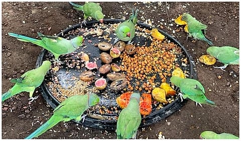 மதுரை மாவட்டத்தில் பொதுமக்கள் ஒப்படைத்த 700 கிளிகள் தொண்டுநிறுவனங்களின் மறுவாழ்வு மையத்தில் வைத்து பராமரிக்கப்படுகின்றன