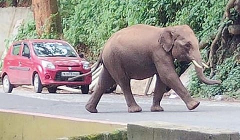 குன்னூர் - மேட்டுப்பாளையம் சாலையில் சுற்றுலா பயணிகளை விரட்டிய யானை