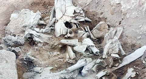 பூதிநத்தம் பகுதியில் அகழாய்வு மேற்கொள்ளப்பட்டு வரும் இடம்.