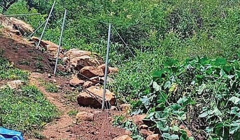 கொடைக்கானல் மலை கிராமத்தில் காட்டு யானைகள் முகாம்
