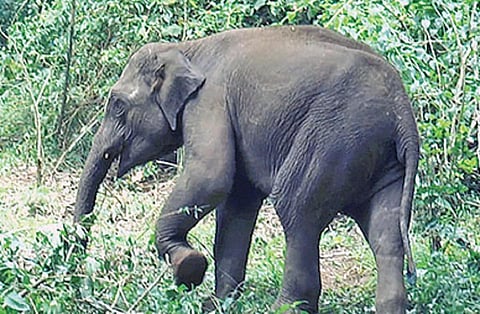 குன்னூரில் காட்டு யானைகள் கூட்டத்தில் இருந்து பிரிந்த குட்டியை தாயிடம் சேர்க்க வனத்துறை முயற்சி