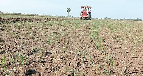 திருத்துறைப்பூண்டி அருகே பரப்பாகரம் கிராமத்தில் நேரடி தெளிப்பு மூலம் குறுவை சாகுபடி செய்த வயலில் முளைத்த நெற்பயிர்களை டிராக்டர் மூலம் உழவு செய்து அழித்த விவசாயி.