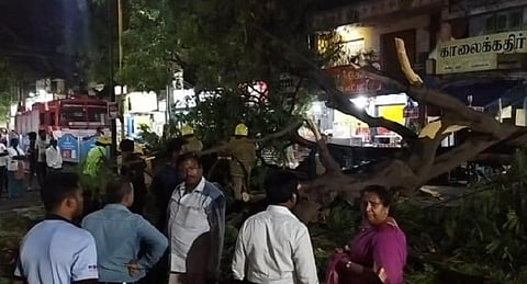 சேலத்தில் பெய்த கனமழைக்கு வேரோடு சாய்ந்த பழமையான மரம்