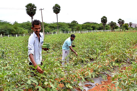 அங்கக வேளாண்மையில் சிறந்து விளங்கும் விவசாயிகளுக்கு ‘நம்மாழ்வார் விருது’: நவ.30-க்குள் விண்ணப்பிக்கலாம்