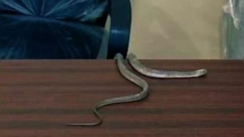 மாநகராட்சி அலுவலகத்தில் பாம்பை விட்டு ஆர்ப்பாட்டம்: ஹைதராபாத்தில் பரபரப்பு